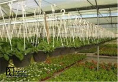 Technical, Financial Feasibility Study of Establishing Vegetable and Greens Greenhouse